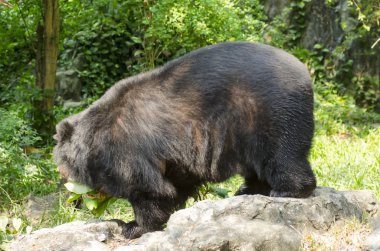 Mangrove Ormanı 'nın, Tayland' ın ve klasik filtrelerin arasındaki ahşap yol.