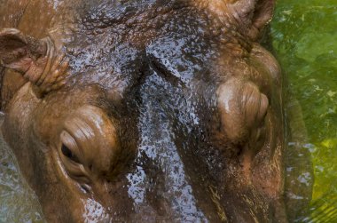 Mangrove Ormanı 'nın, Tayland' ın ve klasik filtrelerin arasındaki ahşap yol.