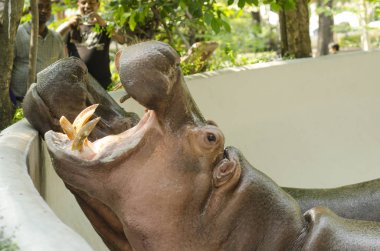 Mangrove Ormanı 'nın, Tayland' ın ve klasik filtrelerin arasındaki ahşap yol.