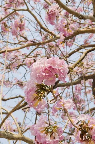 Ροζ Ταμπουία Άνθος Λουλουδιών Ταϊλάνδη — Φωτογραφία Αρχείου