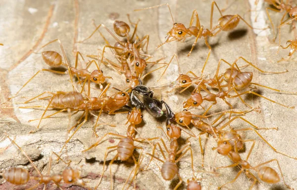 red ant teamwork close up