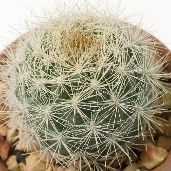 Zbliżenie Kaktusa Kształcie Kuli Ziemskiej Długimi Cierniami — Zdjęcie stockowe