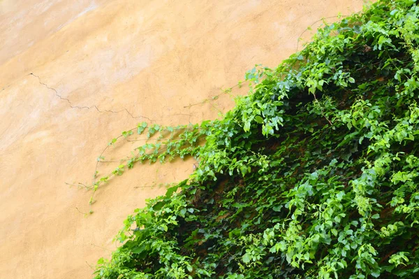 Ivy Wall Texture Background — Fotografia de Stock