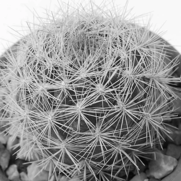 Close Globe Shaped Cactus Long Thorns Black White — Zdjęcie stockowe