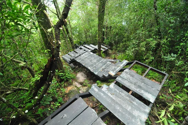 Dřevěný Most Tropickém Lese — Stock fotografie