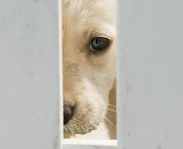 Golden Retriever Puppy Hond — Stockfoto