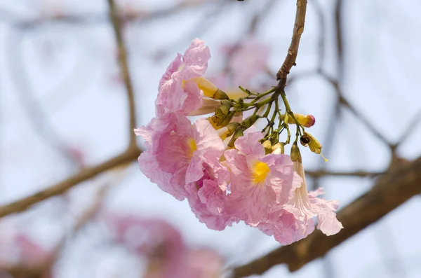 Alfombra Rosa Flor Tabebuia —  Fotos de Stock