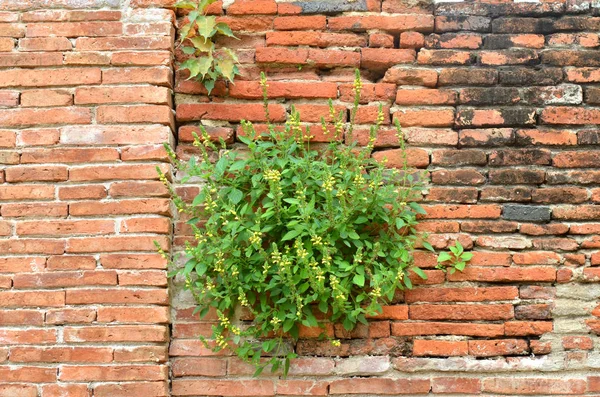 aged brick wall for construction