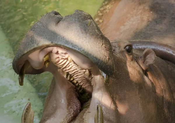 Hippopotame Montrant Une Mâchoire Des Dents Énormes — Photo