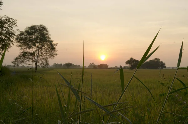 Tarım alanında gün doğumu