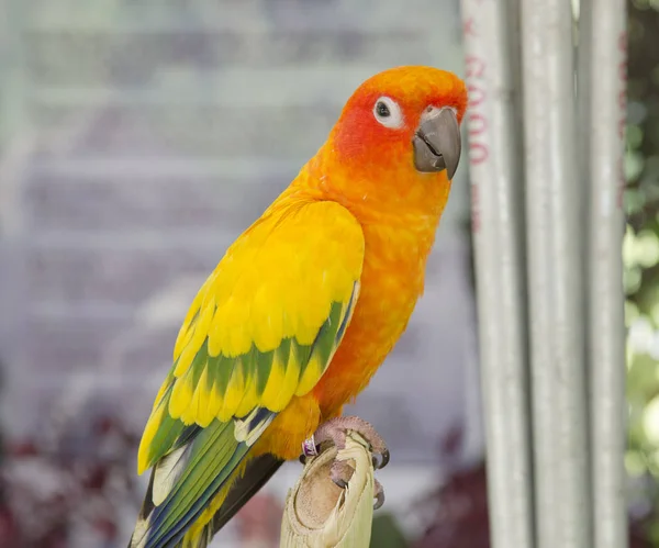 화려한 앵무새 아름다운 — 스톡 사진