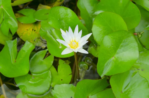 Lotus Blanc Sur Eau — Photo