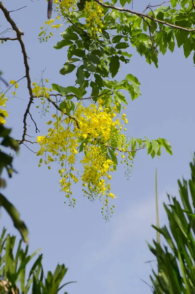 Golden Flower Cassia Fistula National Flower Thailand — Stock Photo, Image