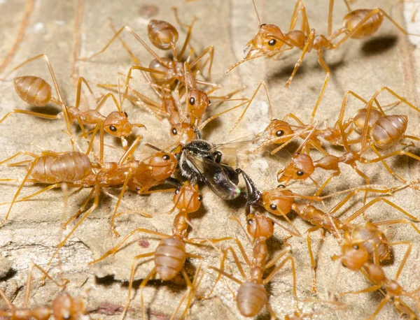 Kırmızı Karınca Takım Çalışması Resim Için Resim — Stok fotoğraf