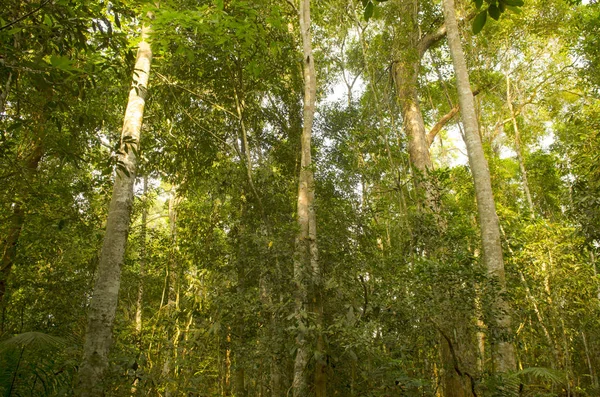 Hermoso Bosque Verde Imagen Para Obras Arte —  Fotos de Stock