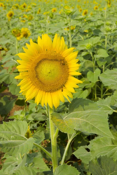 Sunflower Picture Artwork — Stock Photo, Image