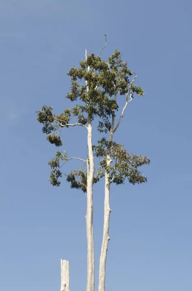 Baum Mit Bluesky Bild Für Bild — Stockfoto