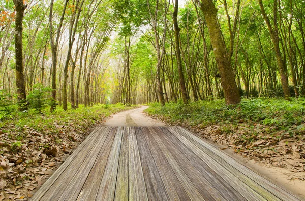 Belle Lumière Soleil Dans Forêt Automne Avec Planches Bois Sol — Photo