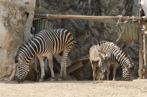 Zebra, resim için resim