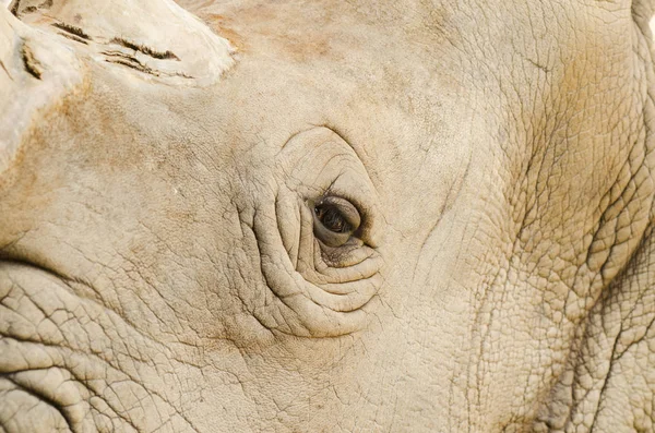 Detail Photo Rhinos Eye — Stock Photo, Image