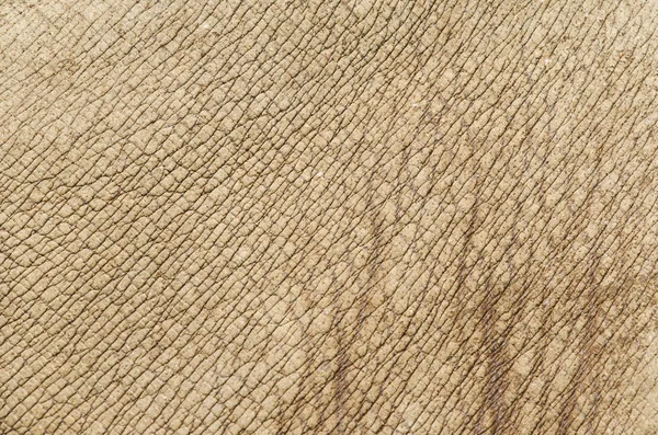 Texture Peau Rhino Rhinocéros Blanc — Photo