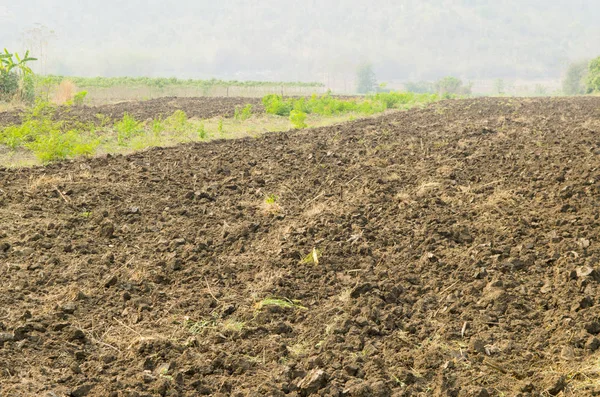 Tarım alanı, Tayland alan Çiftliği