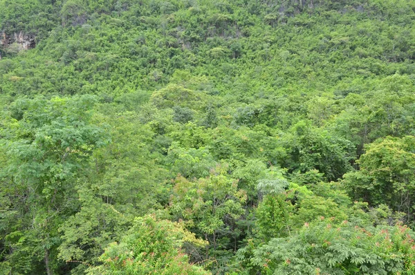 森林无缝模式 从上面的视图 — 图库照片