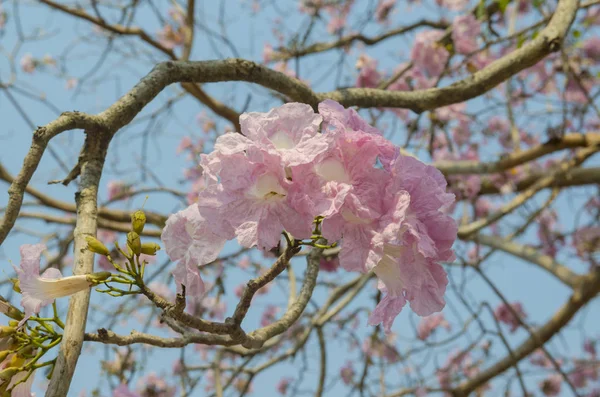 Tabebuia Rosea Tajlandii — Zdjęcie stockowe