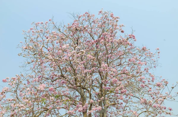 Beautiful Pink Flowers Nature — Stock Photo, Image