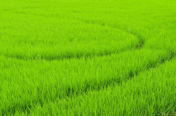 The rice farm in the country, Agricultural site in, Thailand