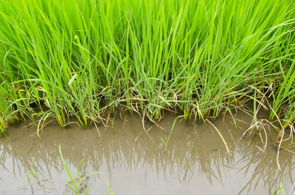 Fazenda Arroz País Sítio Agrícola Tailândia — Fotografia de Stock