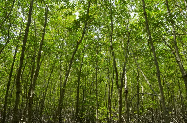 Jalur Kayu Antara Hutan Mangrove Thailand Filter Vintage — Stok Foto