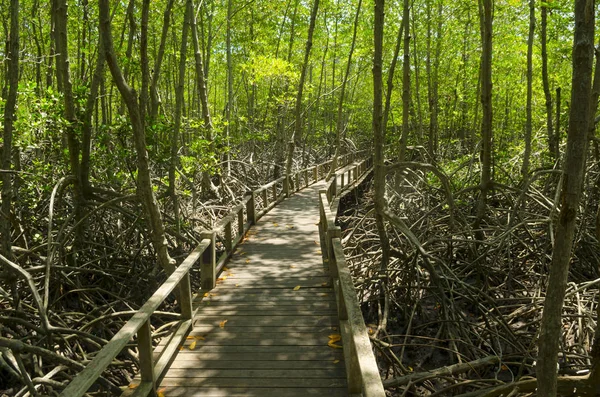 Mangrove Ormanı 'nın, Tayland' ın ve klasik filtrelerin arasındaki ahşap yol.
