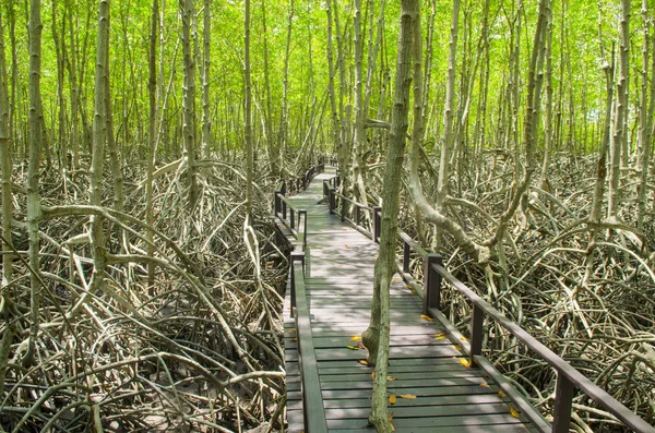 Wood path way among the Mangrove forest, Thailand,vintage filter