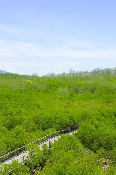 Holzpfad Durch Den Mangrovenwald Thailand Vintage Filter — Stockfoto