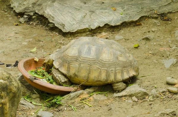 Mangrove Ormanı 'nın, Tayland' ın ve klasik filtrelerin arasındaki ahşap yol.