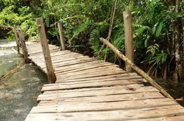 Wooden bridge among the Mangrove forest, Thailand 
