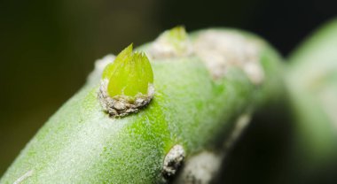 Kaktüs siyah arka plan üzerine Close-Up