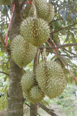 Meyve bahçesinde ki ağacında taze durian, Tayland