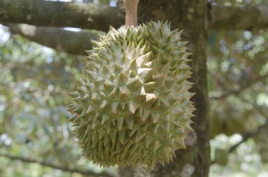 Meyve bahçesinde ki ağacında taze durian, Tayland