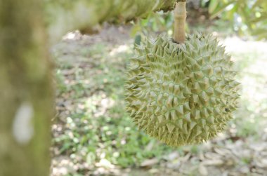 Meyve bahçesinde ki ağacında taze durian, Tayland