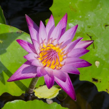 pembe lotus çiçeği veya gölet üzerinde çiçek açmış nilüfer çiçekleri