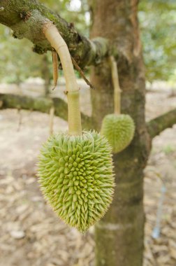 Chanthaburi, Tayland nemli Bahçesi ağacında üzerinde taze Durian
