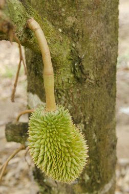 Chanthaburi, Tayland nemli Bahçesi ağacında üzerinde taze Durian