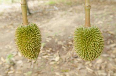 Chanthaburi, Tayland nemli Bahçesi ağacında üzerinde taze Durian