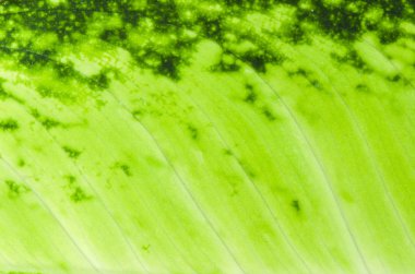 Arkaplan olarak yeşil yaprağın dokusu