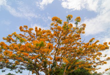 Royal Poinciana ağaç (Delonix Regia) aka alev ağacı veya tavus kuşu çiçek
