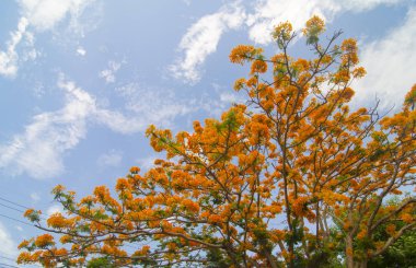 güzel tavuskuşu çiçekler ile mavi gök, Tayland