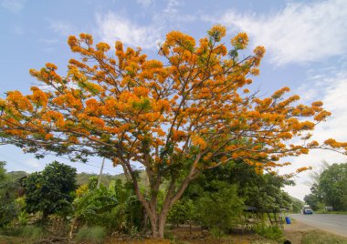 Tavus kuşu çiçek ağaç üzerinde