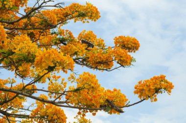 güzel tavuskuşu çiçekler ile mavi gök, Tayland